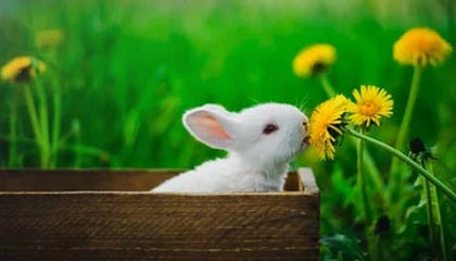 乐鱼体育app官网-博卡或尝试打造双前锋新战术模型，博卡出来的球星